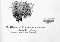 Image of Cladonia pertricosa